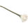 Blossom, Naturweiß