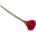 Blossom, Rot