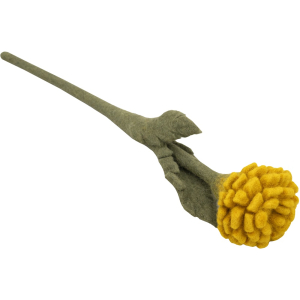 Ranunkel, Goldgelb
