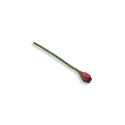 Tulpe, Rot